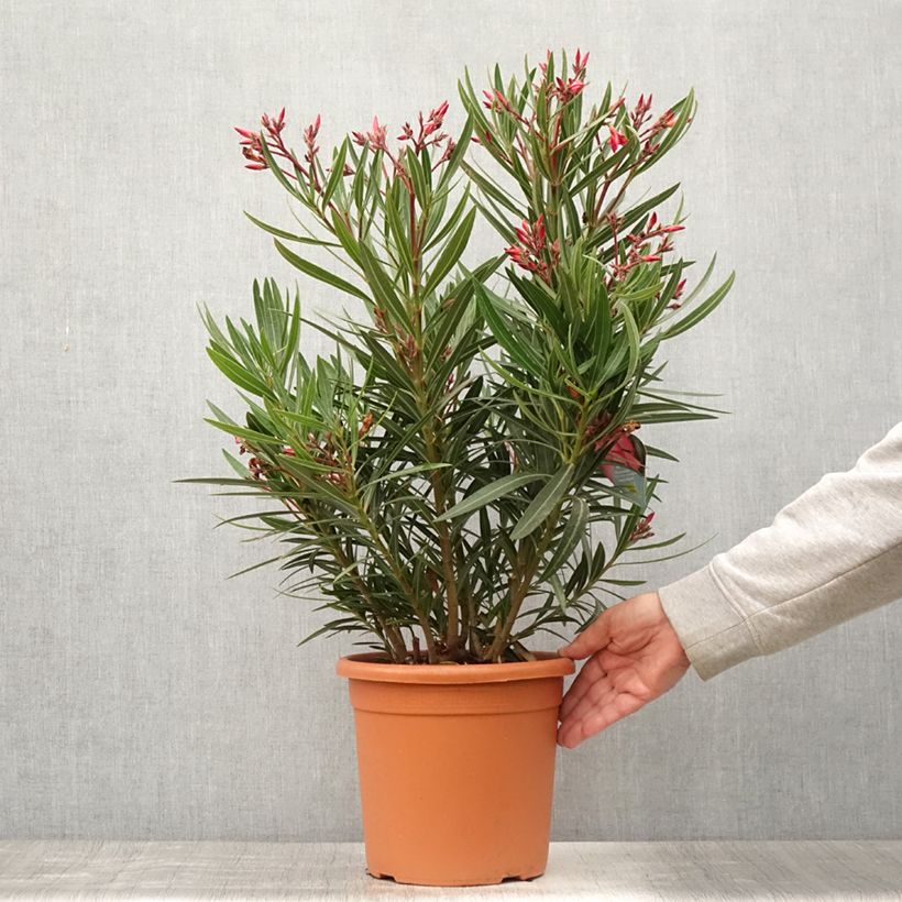 Nerium oleander Papa Gambetta 4L/5L pot sample as delivered in summer