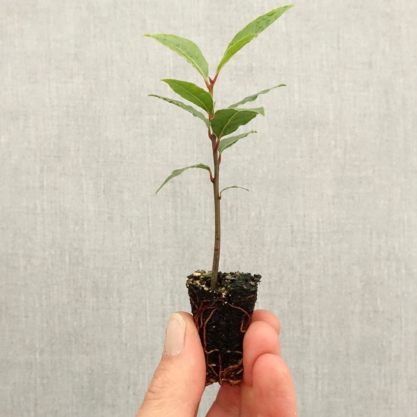 Laurus nobilis Jerusalem - Bay Laurel Plug plant 3/4cm sample as delivered in spring