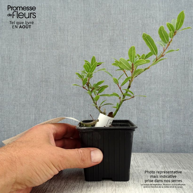 Laurus nobilis Little Laura - Bay Laurel 8/9 cm pot sample as delivered in summer