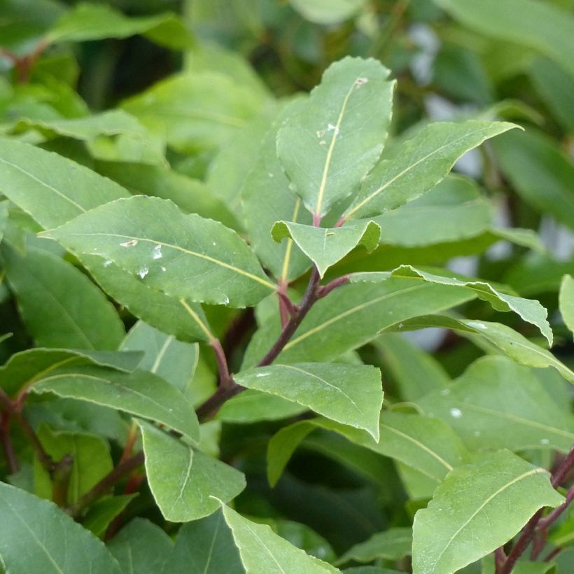 Laurus nobilis - Bay Laurel (Foliage)