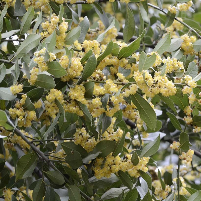 Laurus nobilis - Bay Laurel (Plant habit)