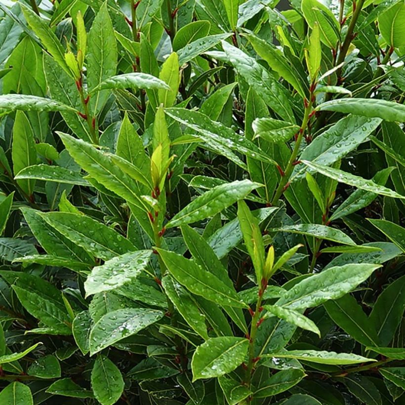 Laurus nobilis Little Ragu - Bay Laurel (Foliage)