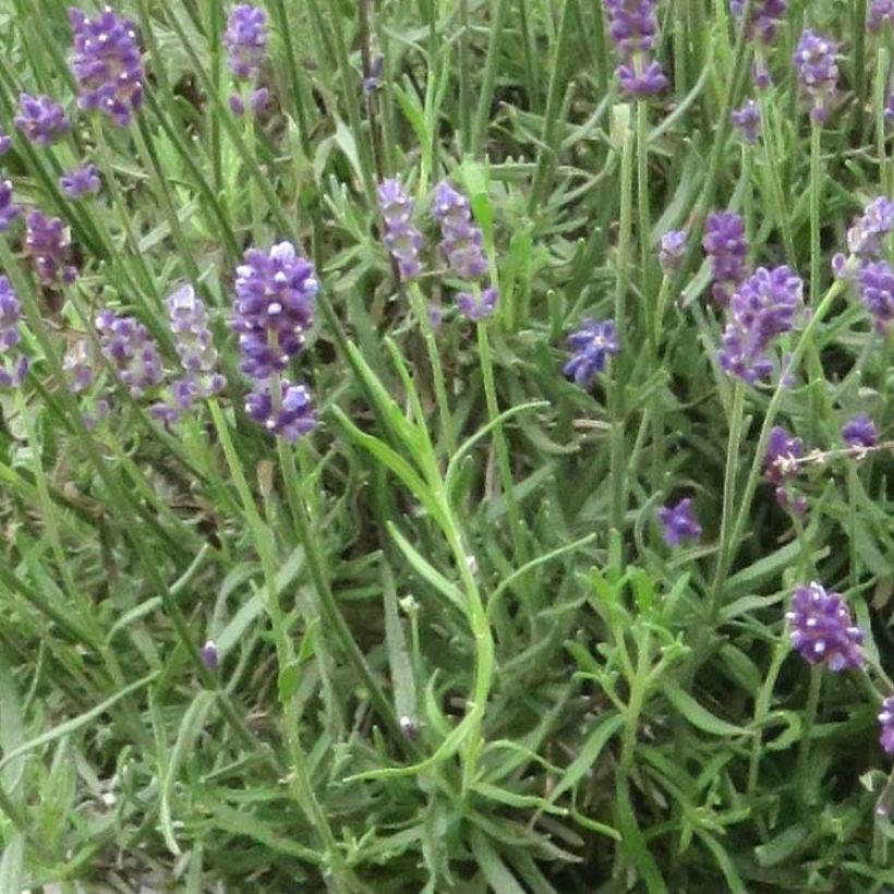 Lavandula angustifolia Bleu de Gien - True Lavender (Foliage)