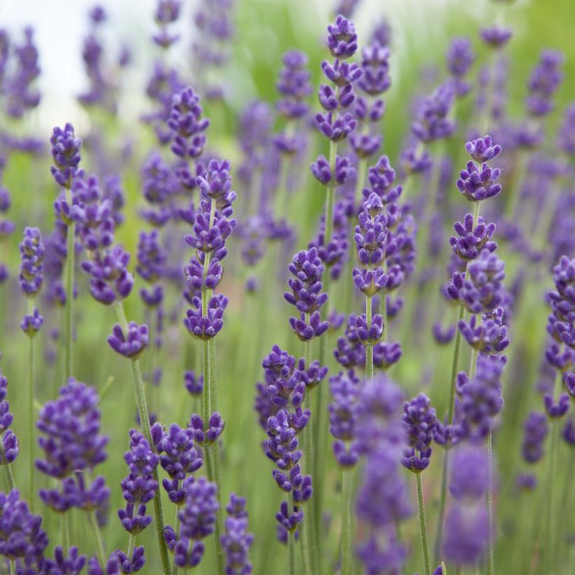 Lavandula angustifolia Bleu de Gien - True Lavender (Flowering)