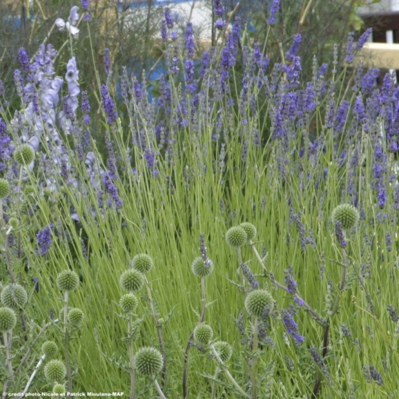 Lavandula intermedia Grappenhall - Lavandin (Plant habit)