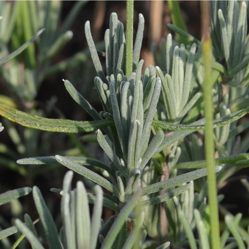 Lavandula angustifolia Munstead - True Lavender (Foliage)