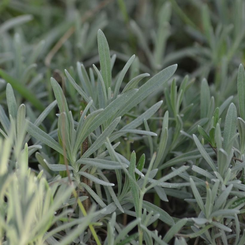 Lavandula intermedia Grappenhall - Lavandin (Foliage)