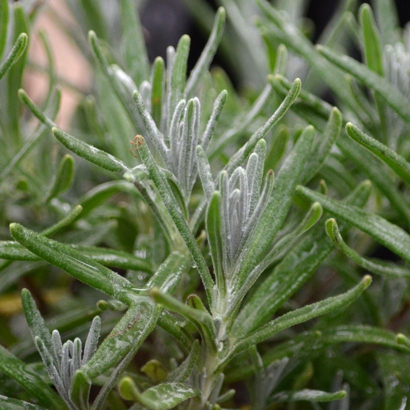 Lavandula angustifolia Hidcote - True Lavender (Foliage)