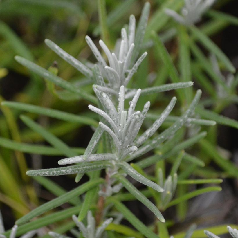 Lavandula angustifolia Dwarf Blue - True Lavender (Foliage)