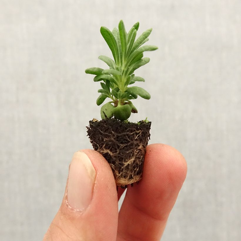 Lavandula stoechas Bandera White - French Lavender Plug plant 1.5/2.5 cm sample as delivered in spring