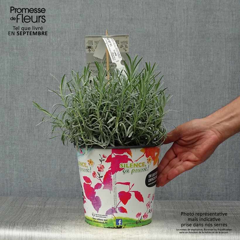 Lavandula intermedia Phenomenal - Lavandin 4L/5L pot sample as delivered in autumn