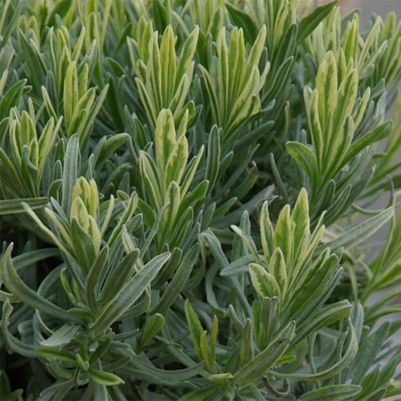 Lavandula intermedia Platinum Blonde - Lavandin (Foliage)