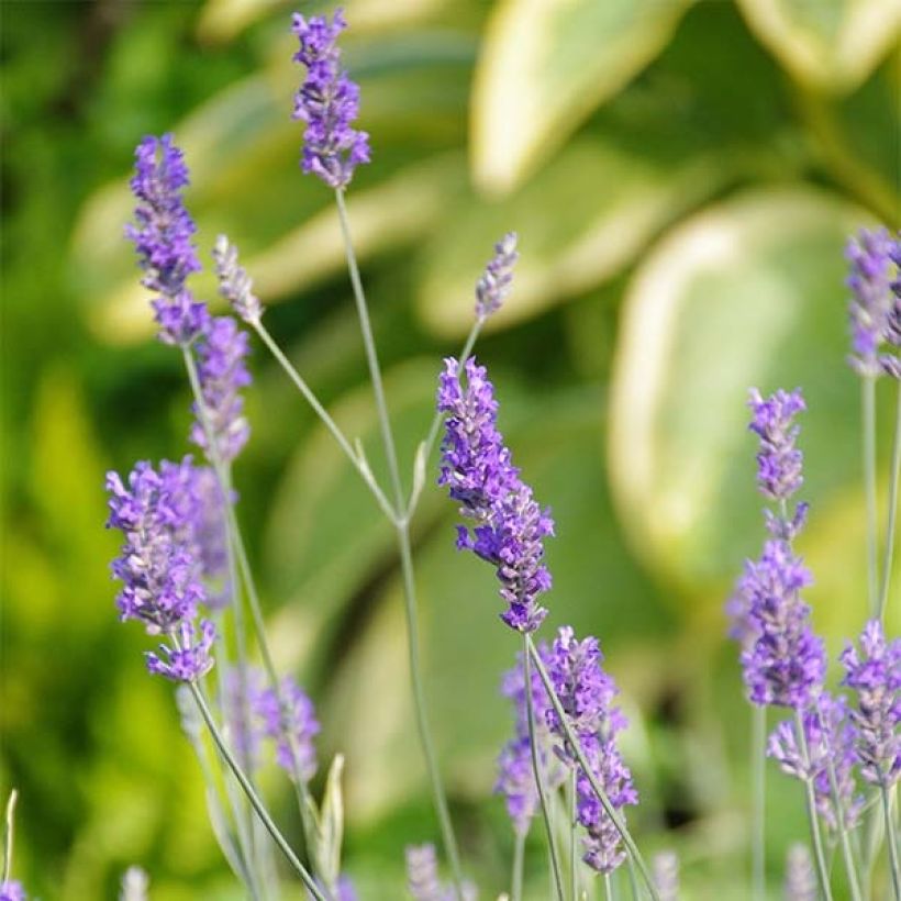 Lavandula intermedia Platinum Blonde - Lavandin (Flowering)