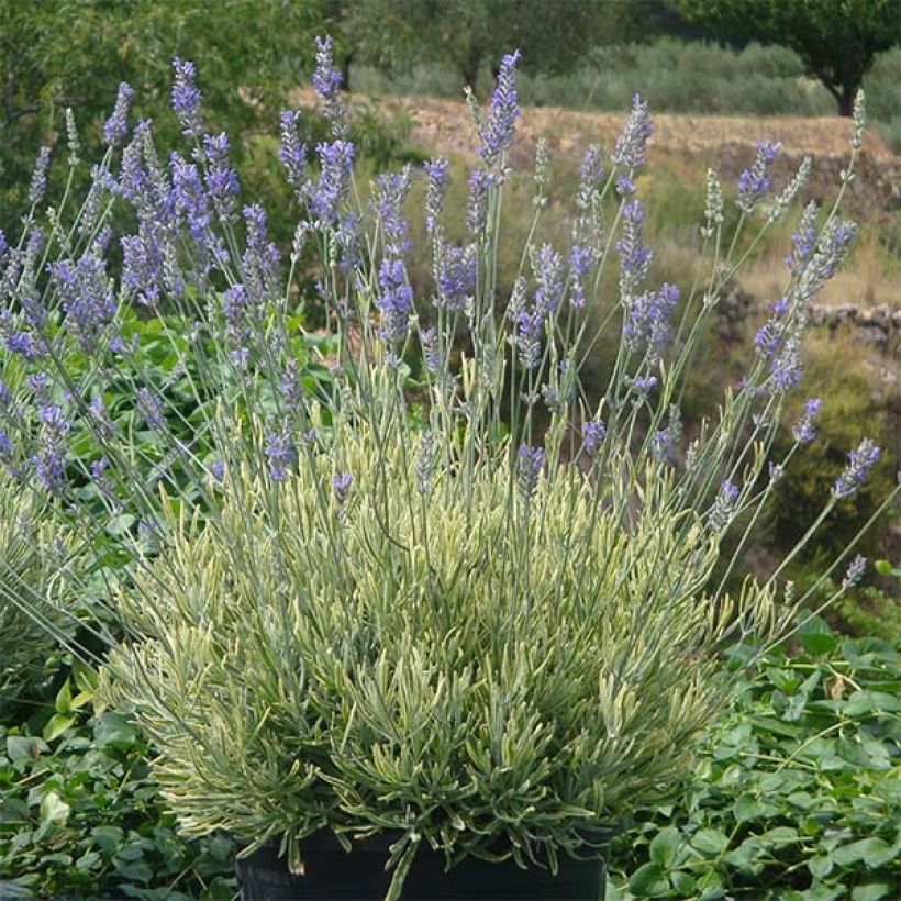 Lavandula intermedia Platinum Blonde - Lavandin (Plant habit)