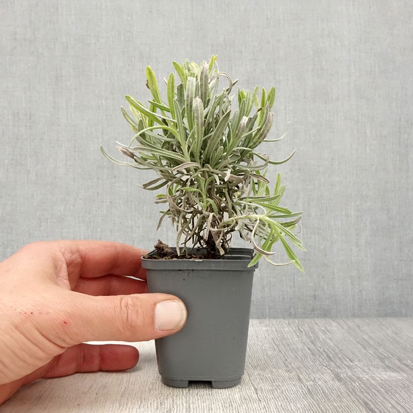 Lavandula intermedia Platinum Blonde - Lavandin 8/9 cm pot sample as delivered in spring