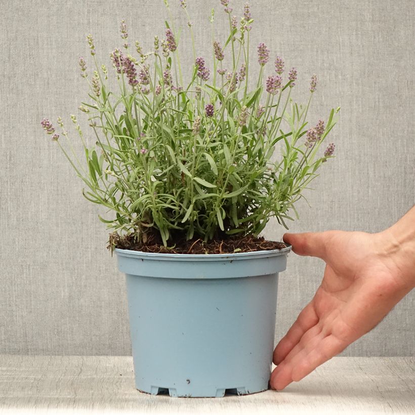 Lavandula angustifolia Hidcote - True Lavender 3L/4L pot sample as delivered in summer