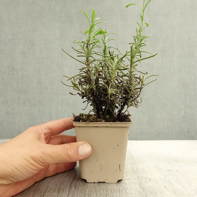 Lavandula angustifolia Siesta - True Lavender 8/9 cm pot sample as delivered in autumn