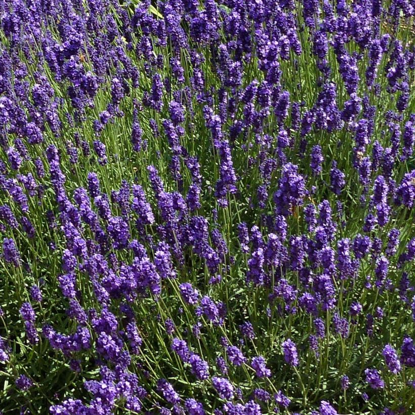 Lavandula angustifolia Hidcote - True Lavender (Flowering)