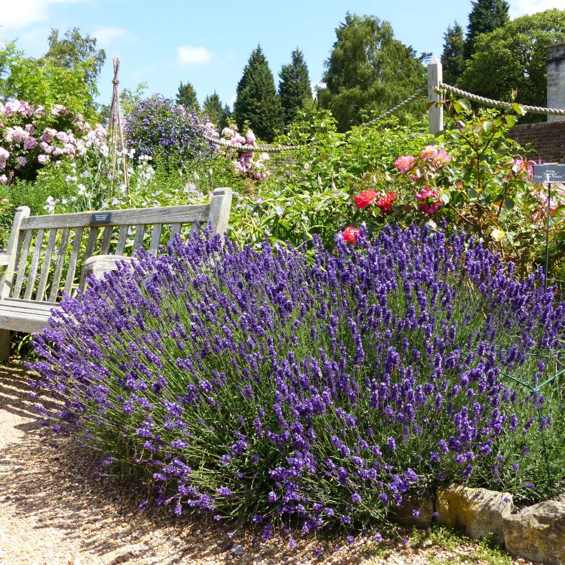 Lavandula angustifolia Hidcote - True Lavender (Plant habit)