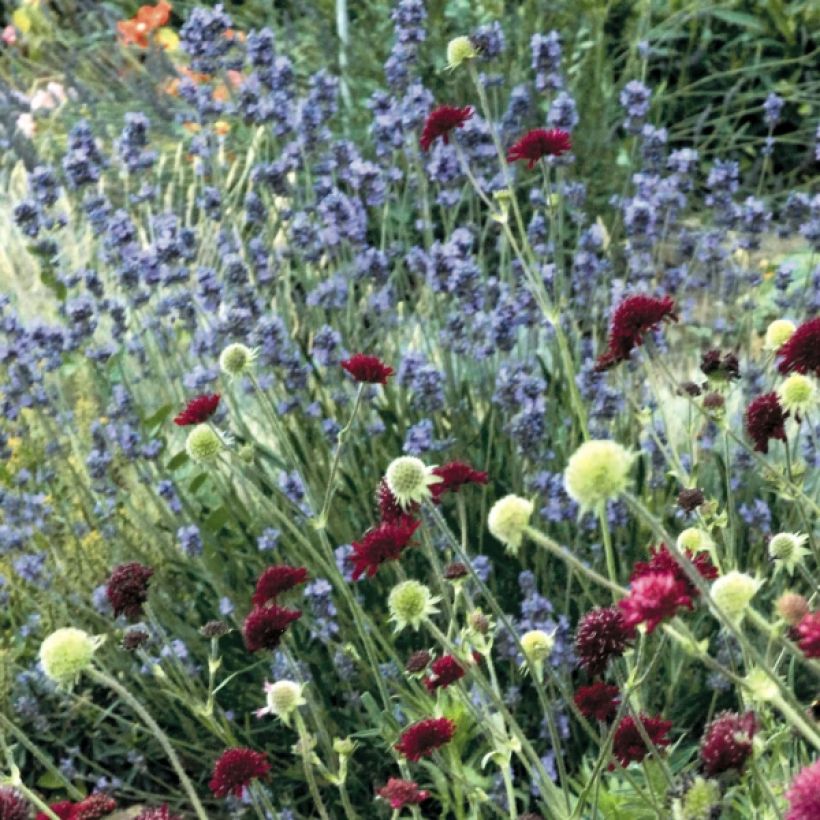 Lavandula angustifolia Dwarf Blue - True Lavender (Plant habit)