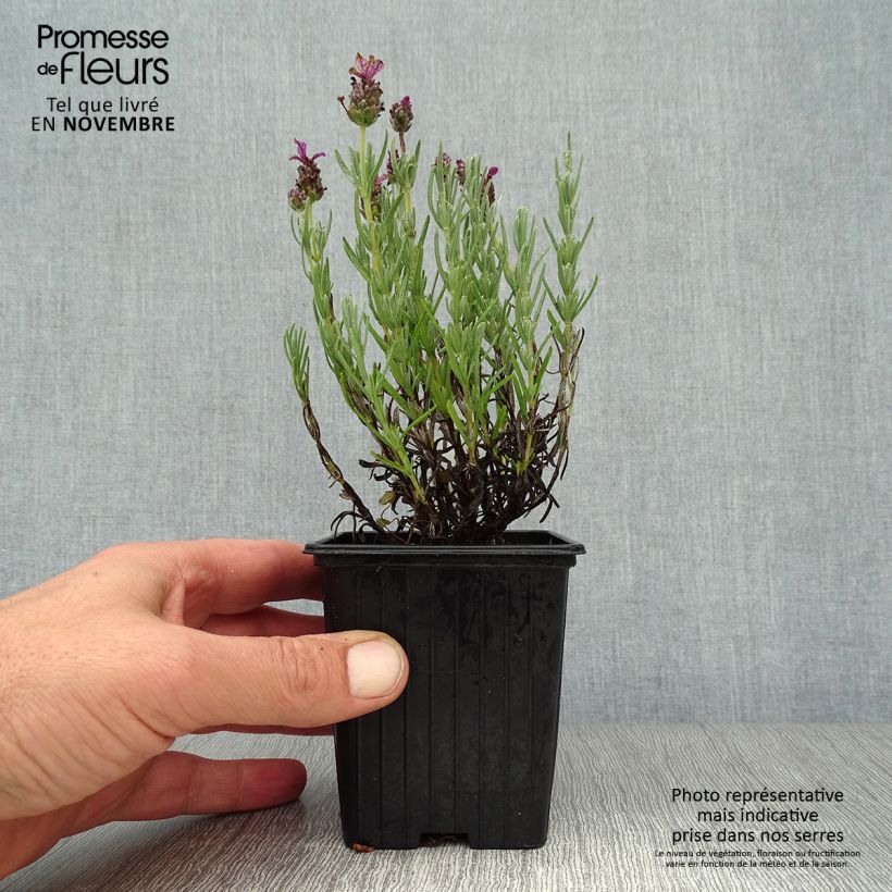 Lavandula stoechas Magical Posy Pink - French Lavender 8/9 cm pot sample as delivered in autumn