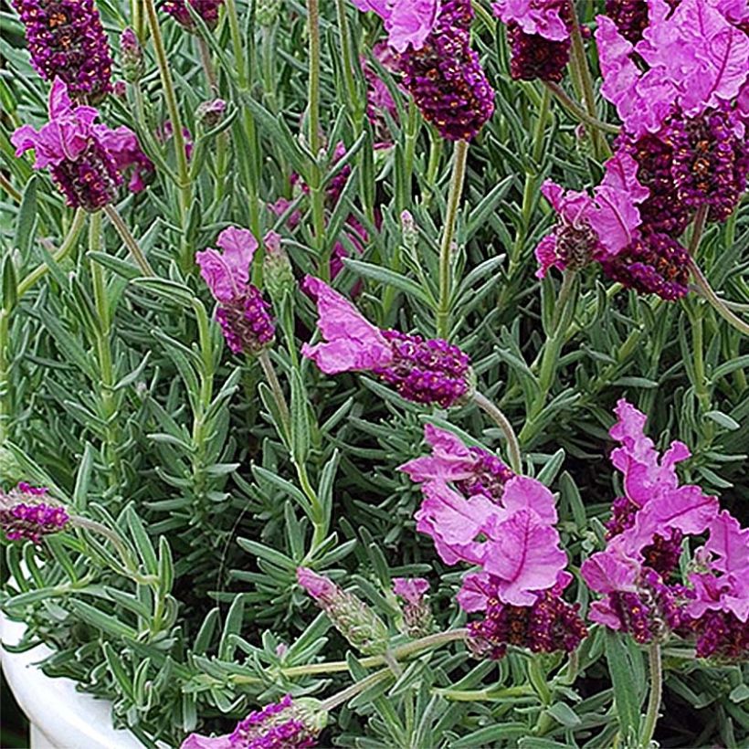 Lavandula stoechas The Princess - French Lavender (Foliage)