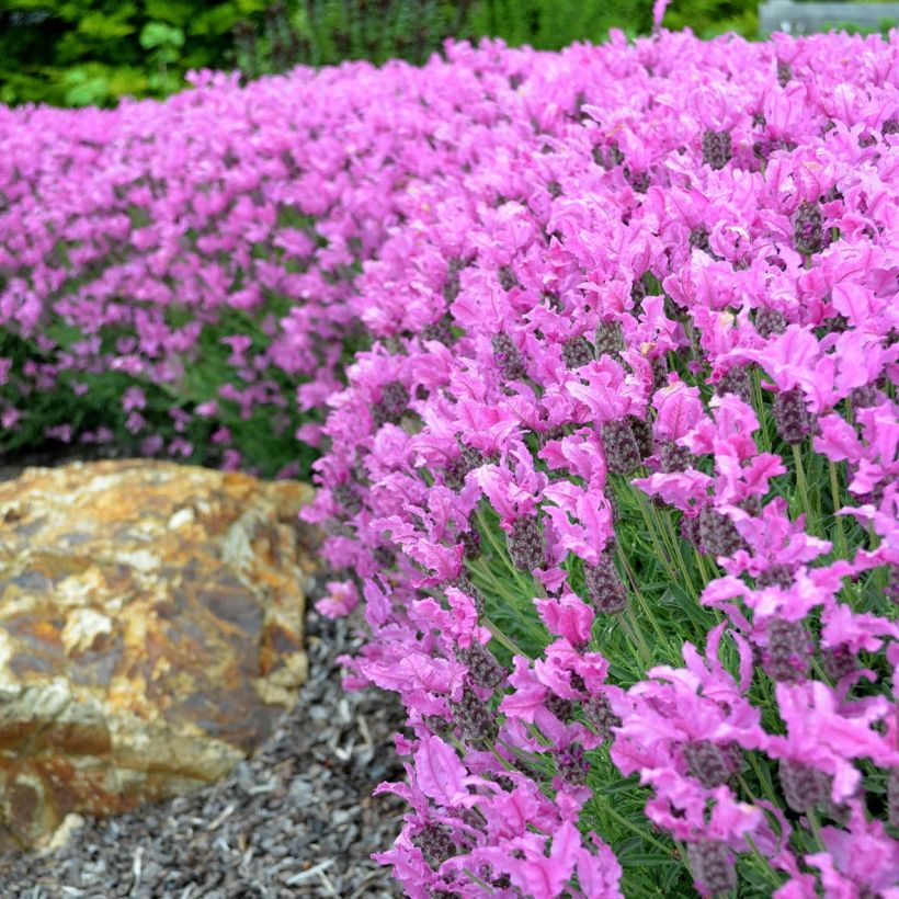 Lavandula stoechas The Princess - French Lavender (Flowering)