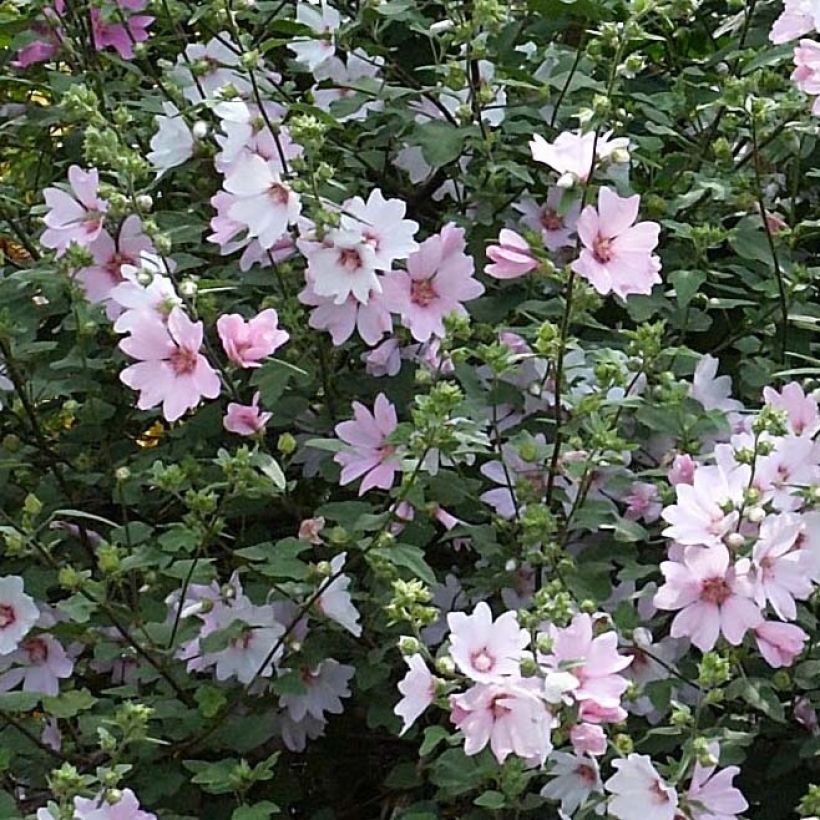 Lavatera Barnsley Baby - Tree Mallow (Flowering)