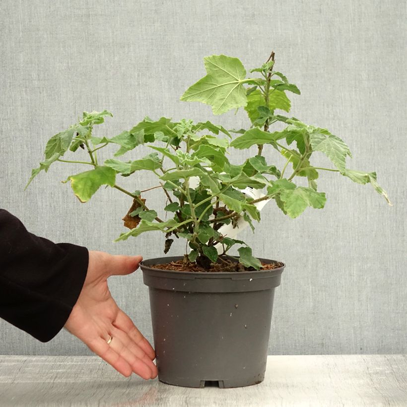 Lavatera Red Rum - Tree Mallow 2L/3L pot sample as delivered in autumn