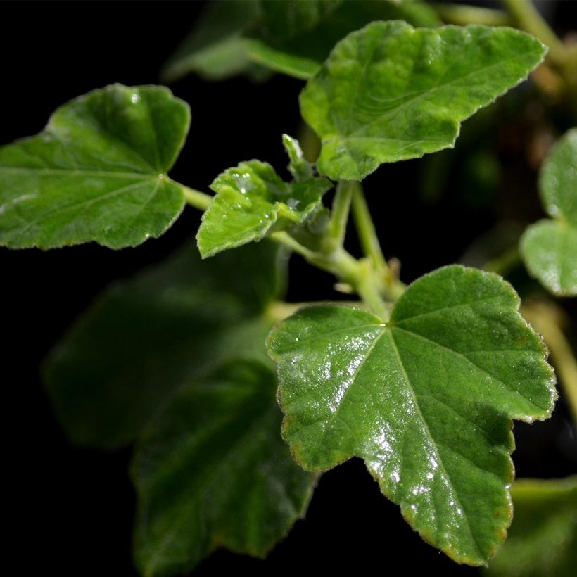 Lavatera Barnsley Baby - Tree Mallow (Foliage)