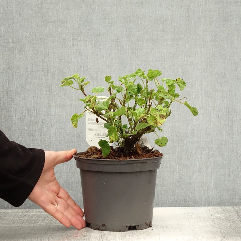 Lavatera Barnsley Baby - Tree Mallow 2L/3L pot sample as delivered in autumn