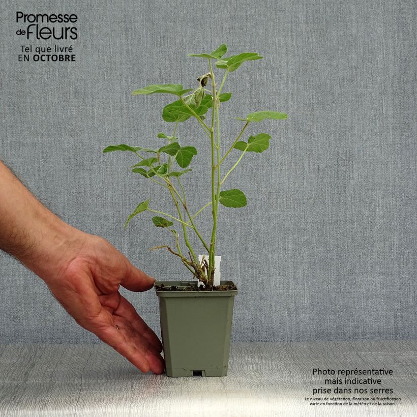 Lavatera Barnsley Baby - Tree Mallow 8/9 cm pot sample as delivered in autumn