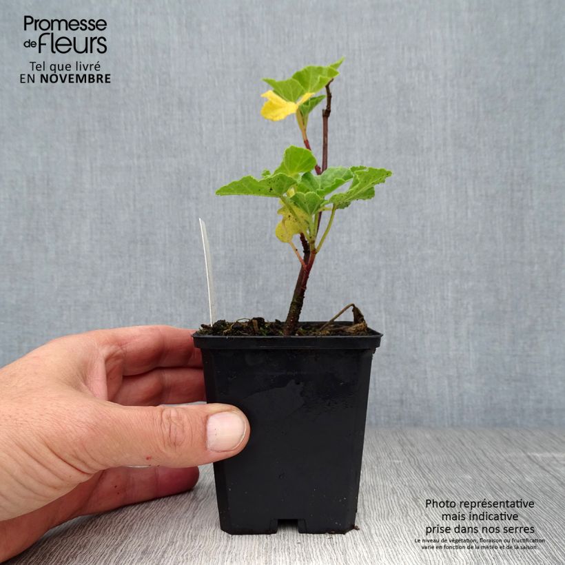 Lavatera Blushing Bride - Tree Mallow 8/9 cm pot sample as delivered in autumn