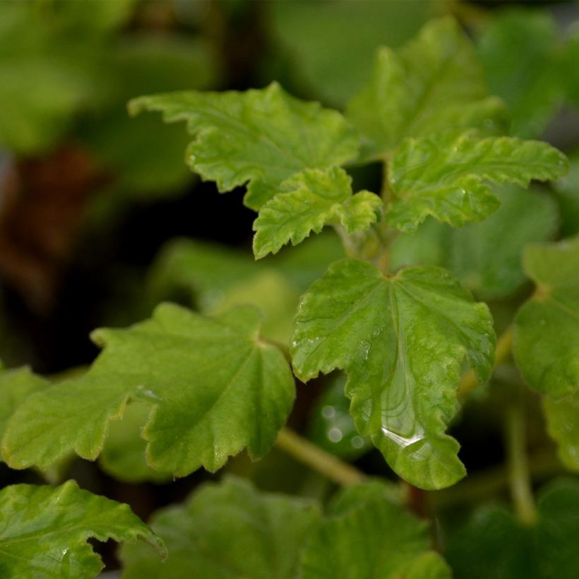 Lavatera Burgundy Wine - Tree Mallow (Foliage)