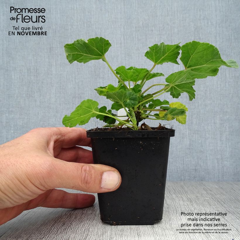 Lavatera Burgundy Wine - Tree Mallow 8/9 cm pot sample as delivered in autumn