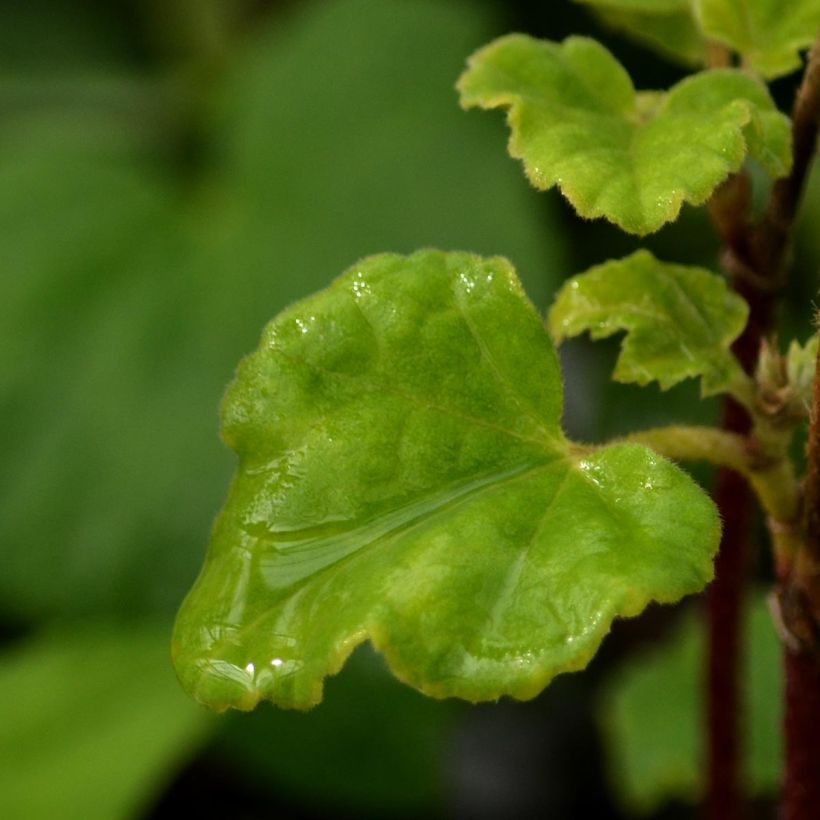 Lavatera Candy Floss - Tree Mallow (Foliage)