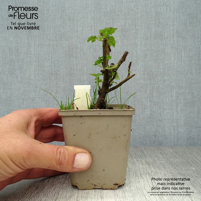 Lavatera maritima Bicolour - Tree Mallow 8/9 cm pot sample as delivered in autumn