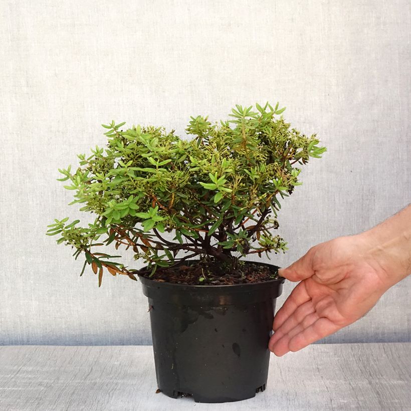 Rhododendron groenlandicum Helma 2L/3L pot sample as delivered in summer