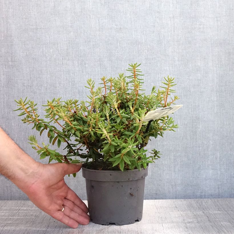 Rhododendron groenlandicum Compactum 2L/3L pot sample as delivered in summer