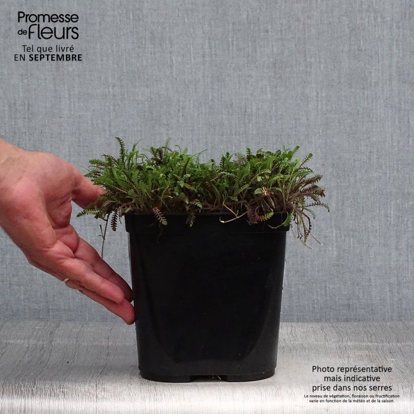 Leptinella squalida Platts Black 3L/4L pot sample as delivered in autumn