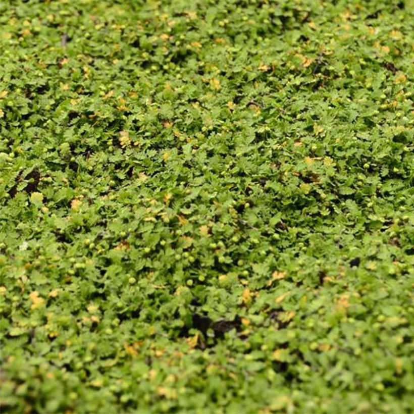 Leptinella dioica Minima (Foliage)