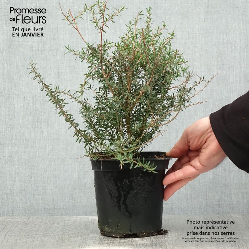 Leptospermum scoparium Apple blossom - Tea-tree 2L/3L pot sample as delivered in winter