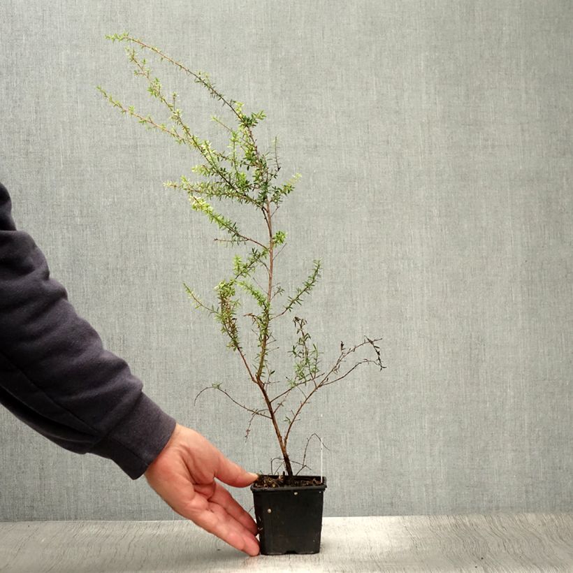 Leptospermum scoparium Snow Flurry 8/9 cm pot sample as delivered in summer