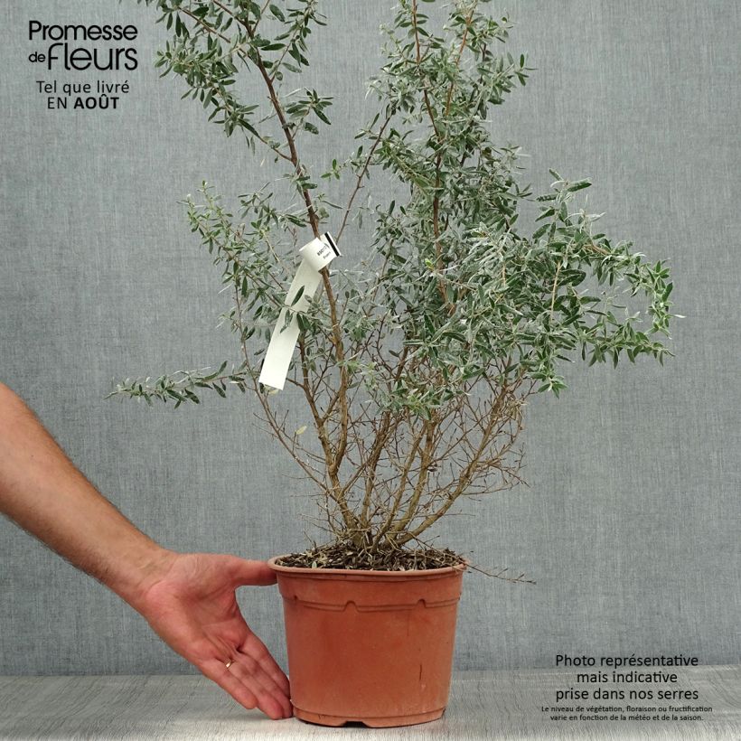 Leptospermum lanigerum Silver Sheen - Woolly Tea-tree 2L/3L pot sample as delivered in summer