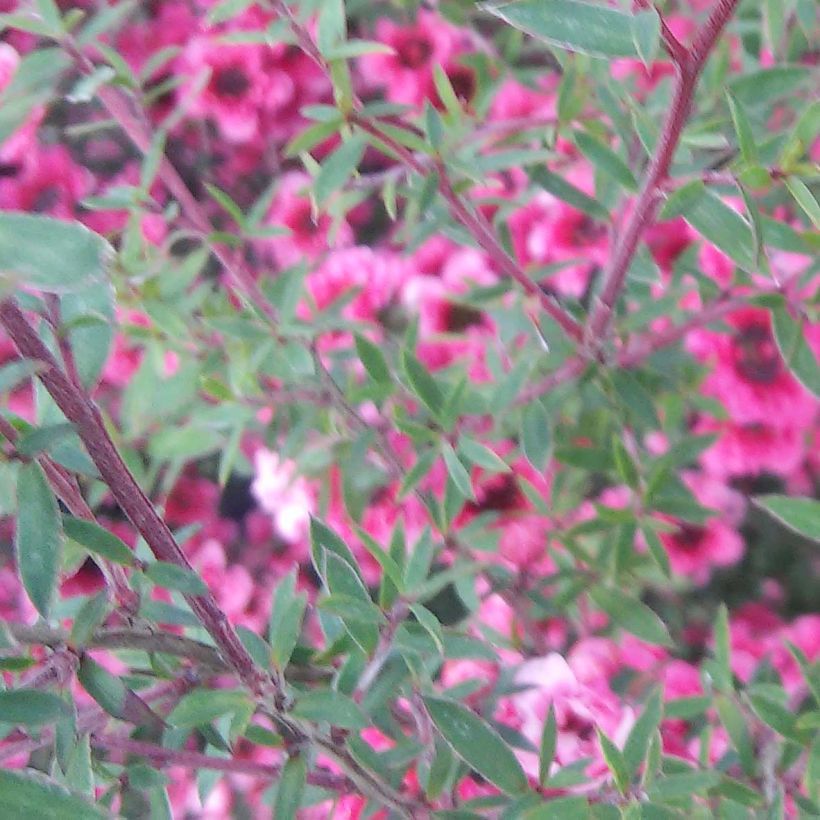 Leptospermum scoparium Wiri Kerry - Tea-tree (Flowering)