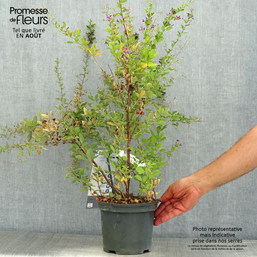 Lespedeza bicolor Summer Beauty 3L/4L pot sample as delivered in summer