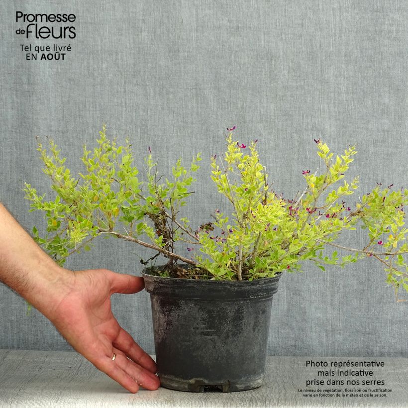 Lespedeza bicolor Yakushima 3L/4L pot sample as delivered in summer