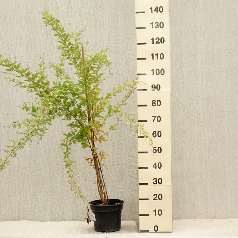 Lespedeza thunbergii Edo-Shibori 3L/4L pot sample as delivered in summer