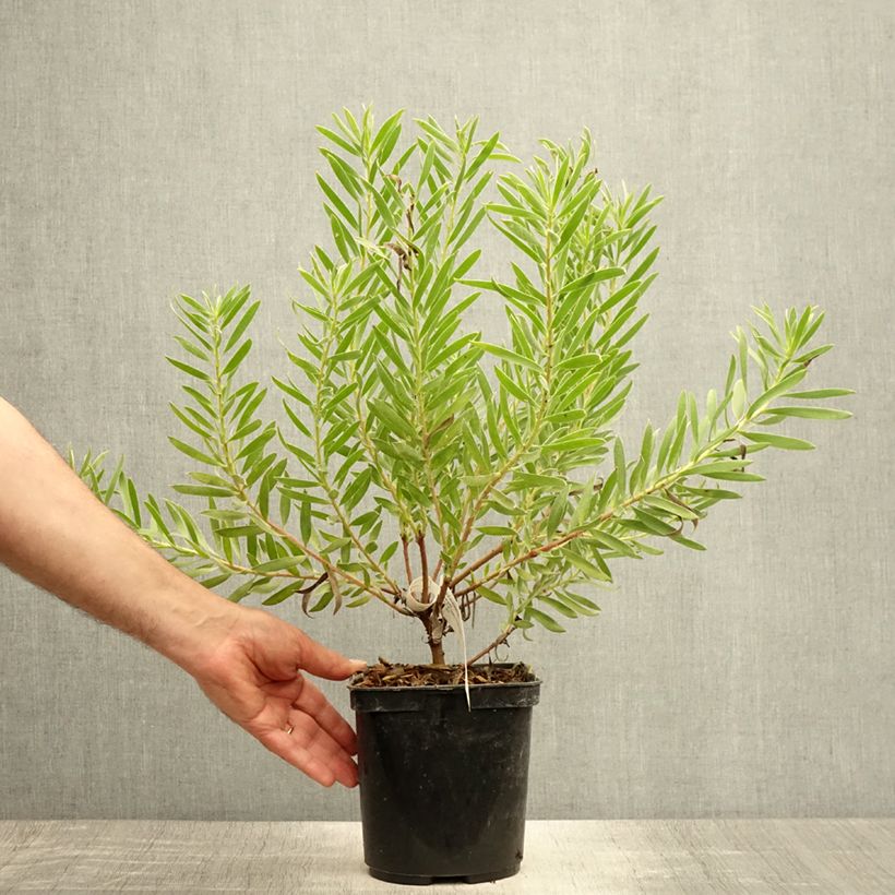 Leucadendron Inca Gold - Conebush 3L/4L pot sample as delivered in summer