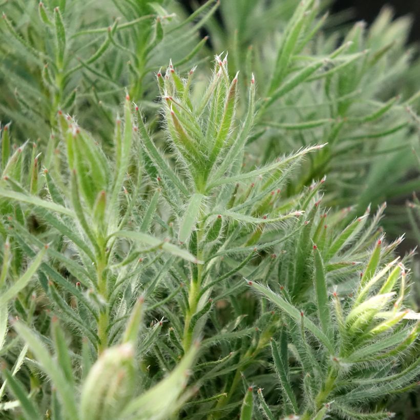 Leucadendron Jubilee Crown - Conebush (Foliage)